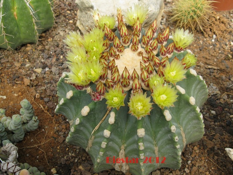 Ferocactus glaucescens v. inermis 