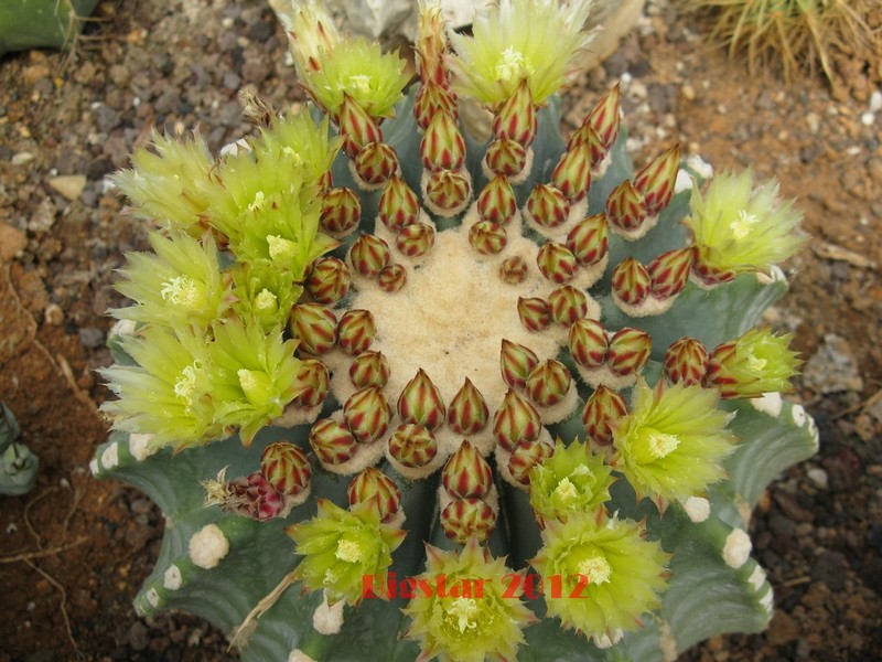 Ferocactus glaucescens v. inermis 