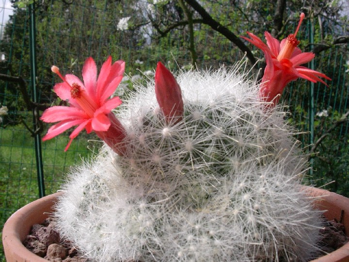 Mammillaria senilis 