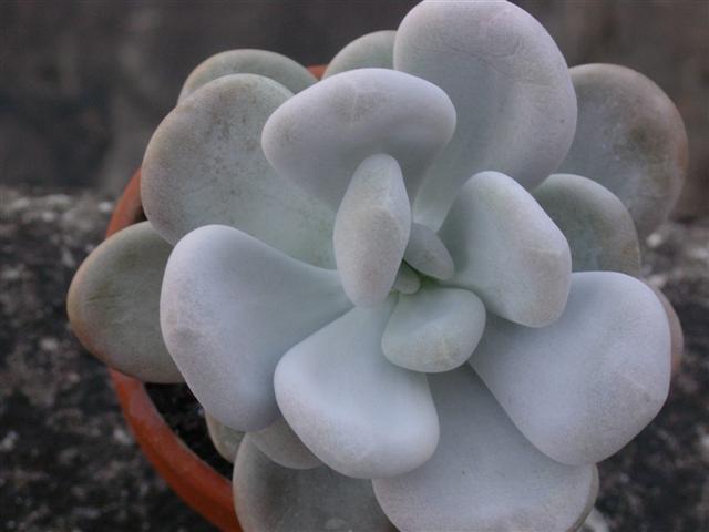 Pachyphytum oviferum 