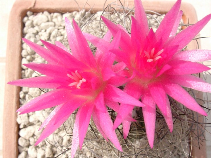 Neoporteria gerocephala 