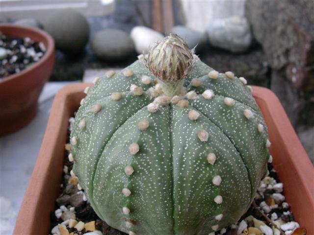 Astrophytum asterias 