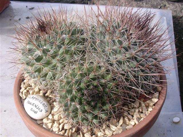 Mammillaria bocensis 