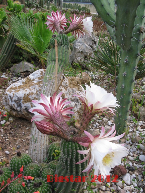 Trichocereus schickendantzii 