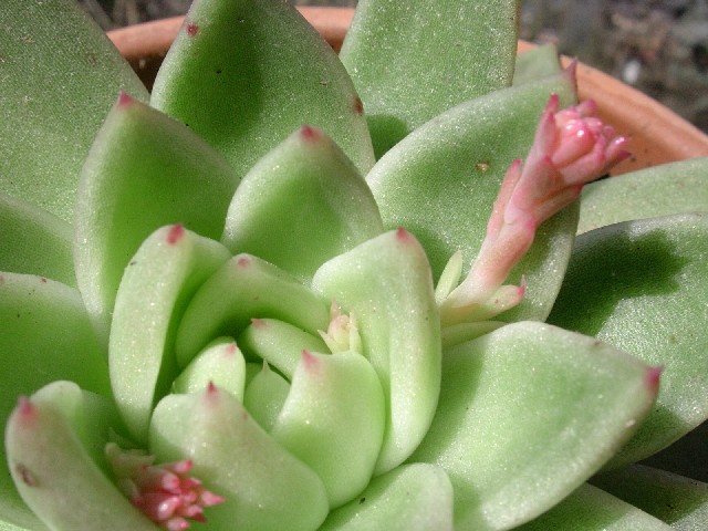 Echeveria agavoides 