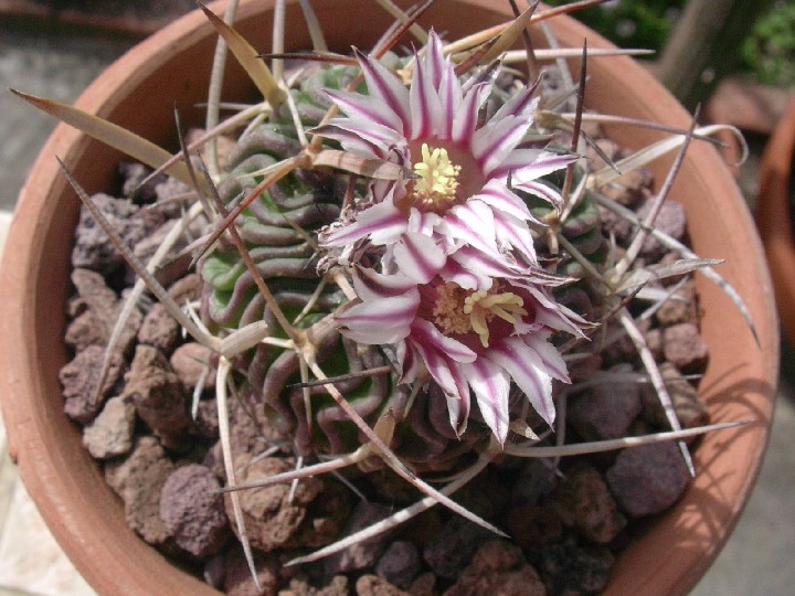 Stenocactus pentacanthus 