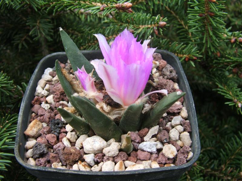 Ariocarpus retusus x agavoides 