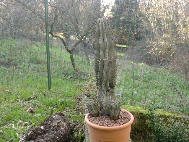 Euphorbia horrida 