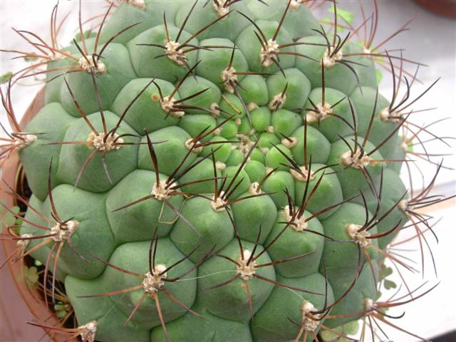 Gymnocalycium saglionis 