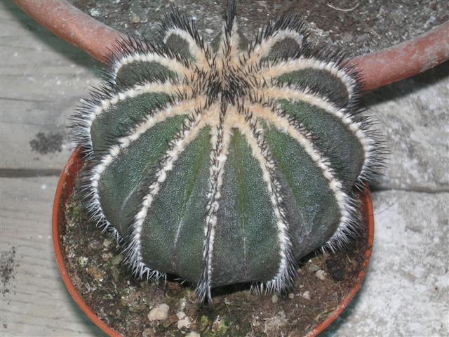 Uebelmannia pectinifera 