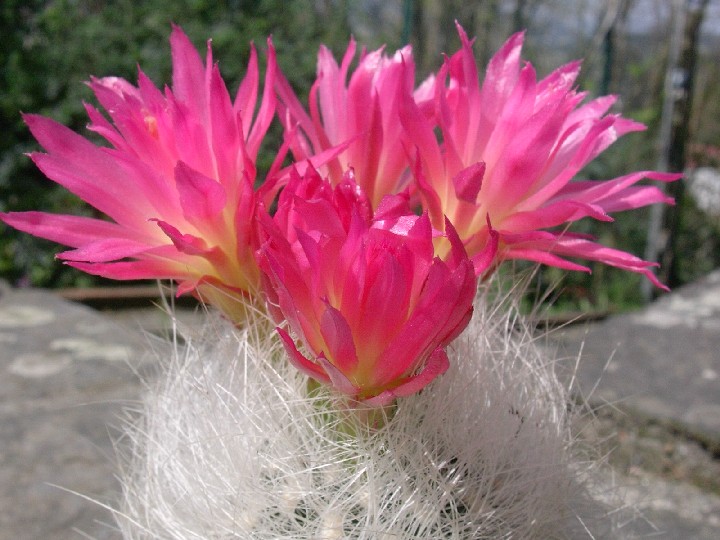 Neoporteria nidus 