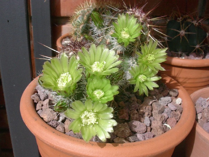 Echinocereus viridiflorus 