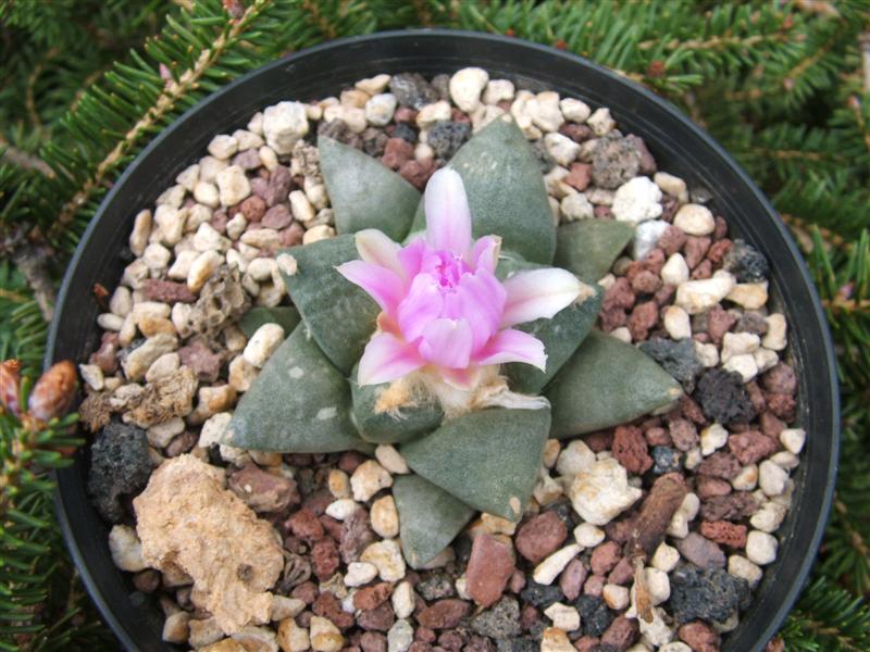  A FISSURATUS X FURFURACEUS 
