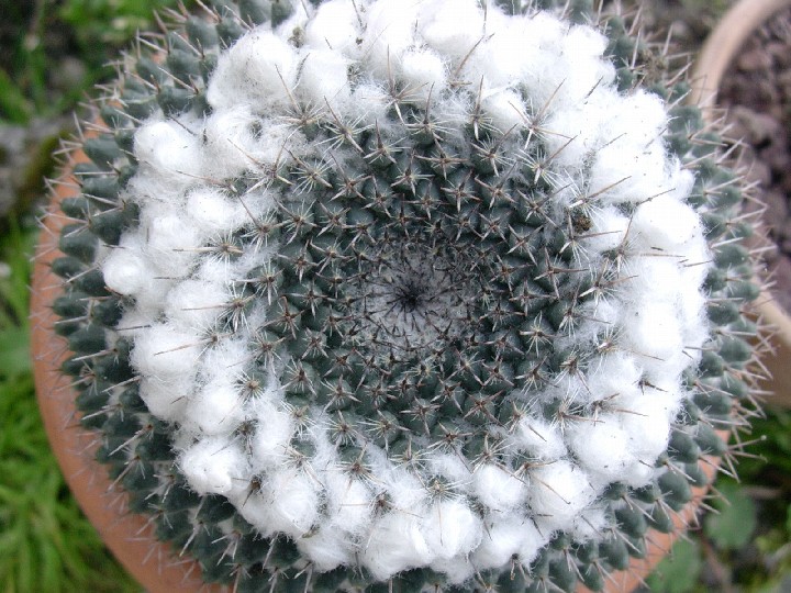 Mammillaria formosa 