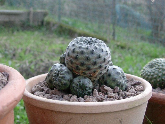 Sulcorebutia rauschii 