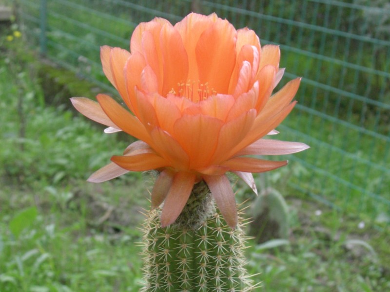 Trichocereus grandiflorus 