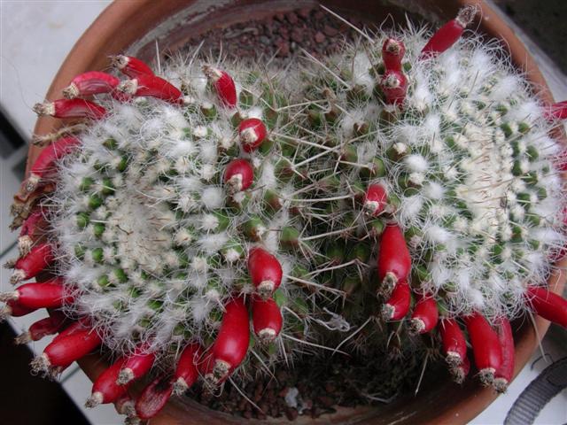 Mammillaria nejapensis 