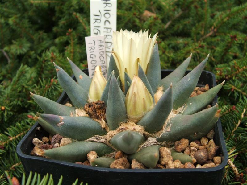 Ariocarpus trigonus 