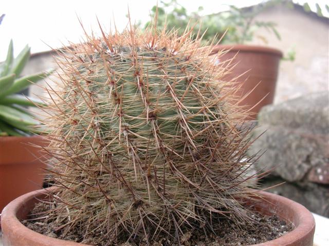 Parodia schlosseri 