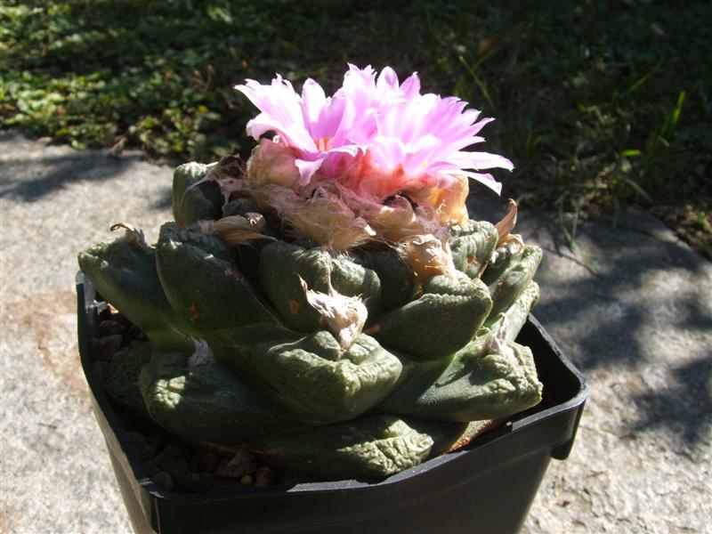 Ariocarpus fissuratus 