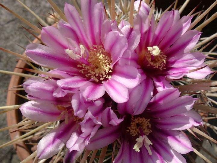 Stenocactus vaupelianus 