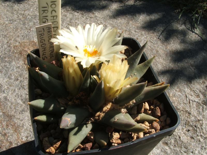 Ariocarpus trigonus 