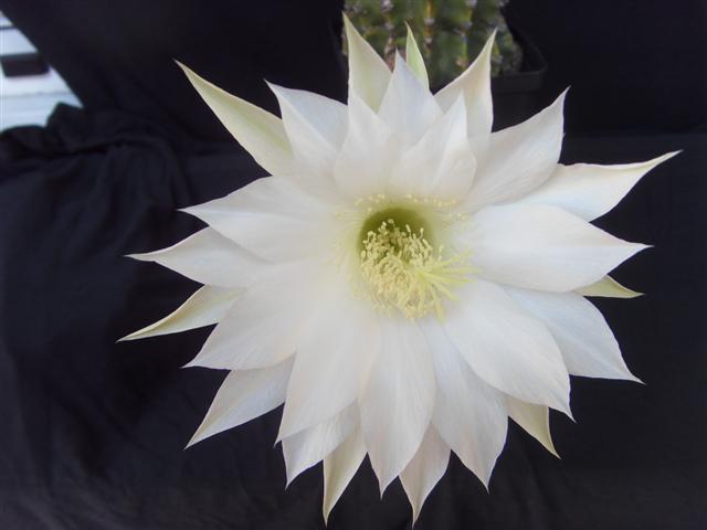 Echinopsis subdenudata 