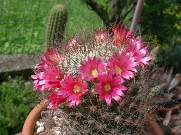 Mammillaria rekoi ssp. leptacantha 