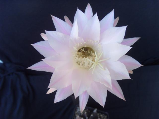 Echinopsis eyriesii 