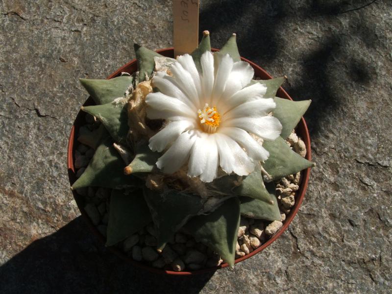 Ariocarpus furfuraceus 