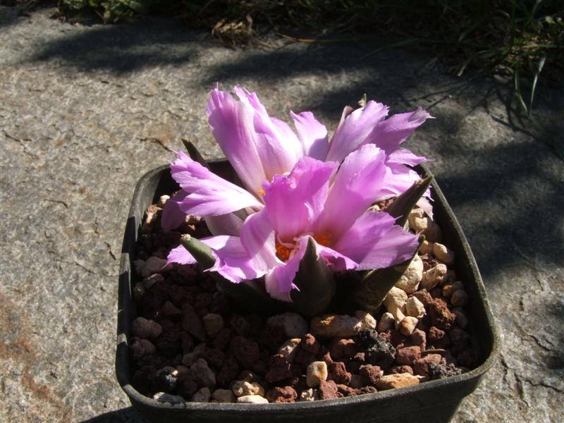 Ariocarpus retusus x agavoides 