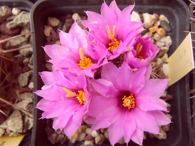 Mammillaria schumannii 