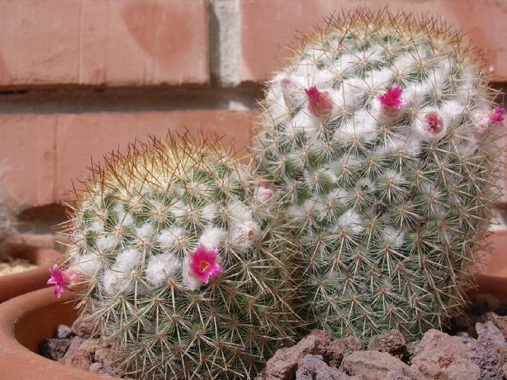 Mammillaria columbiana 