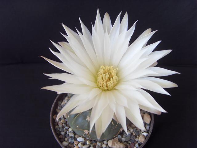 Gymnocalycium denudatum LB 811