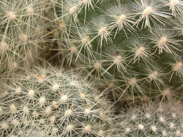 Parodia haselbergii 