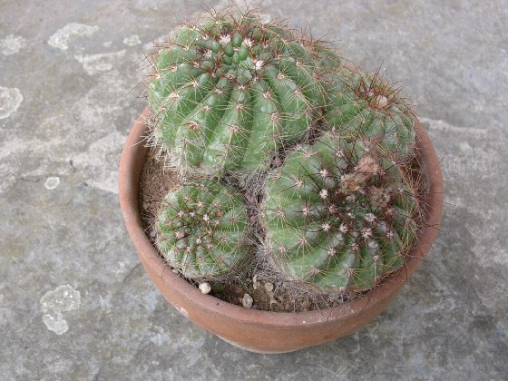 Parodia ottonis 