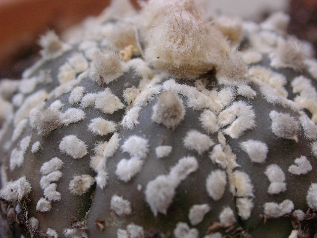 Astrophytum asterias cv. super kabuto 