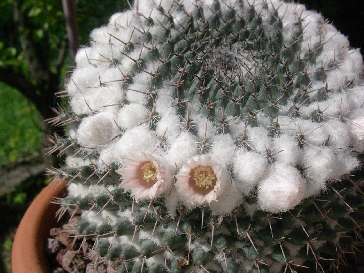 Mammillaria formosa 