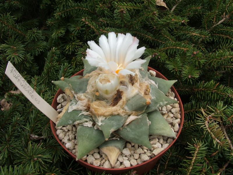 Ariocarpus furfuraceus 