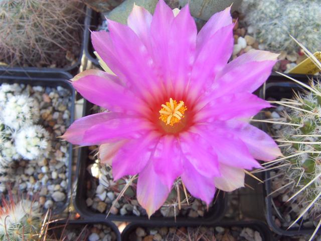 Thelocactus bicolor 