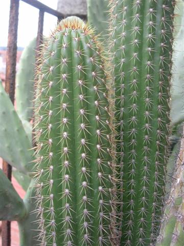 Trichocereus spachianus 