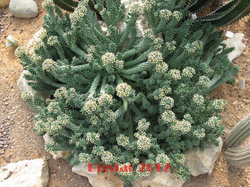 euphorbia caput-medusae