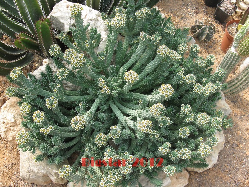 Euphorbia caput-medusae 