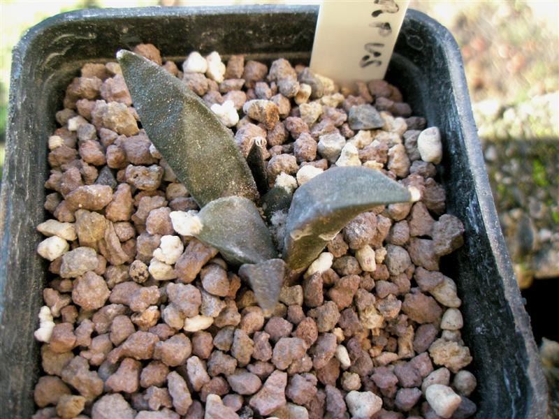 Ariocarpus furfuraceus 