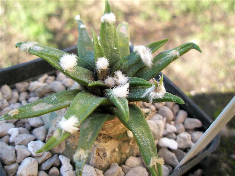 Ariocarpus agavoides 