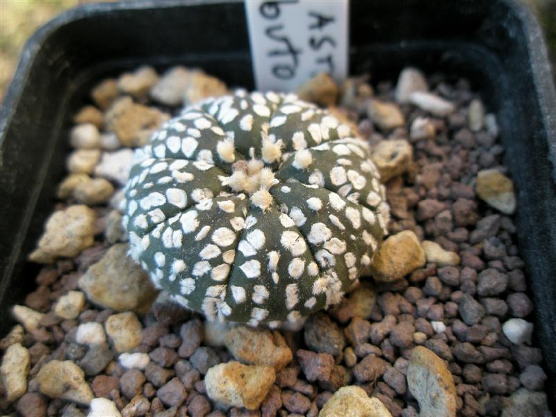 Astrophytum asterias cv. super kabuto 