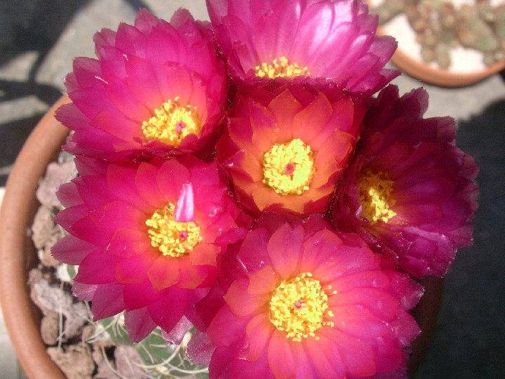 Parodia werneri 