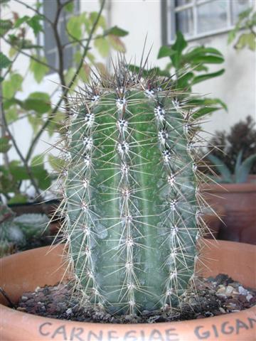 Carnegiea gigantea 