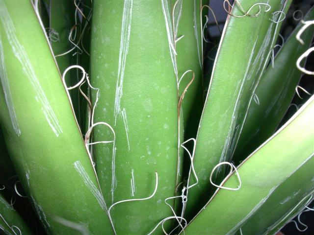 Agave filifera 