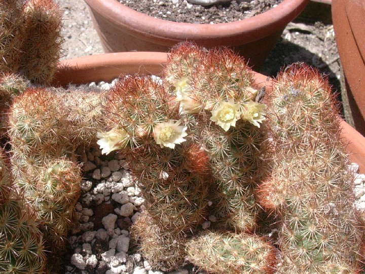 Mammillaria elongata 